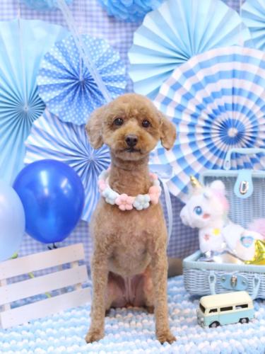 20231103ステラちゃん